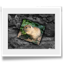 .: Der gemeine Ziesel :.