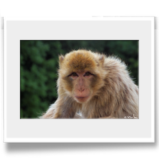 .: Was guckst du I :.