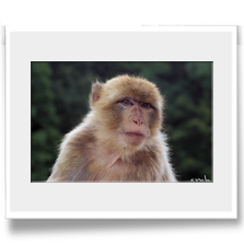 .: Was guckst du II :.