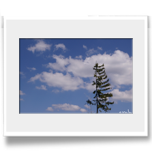 .: Der deutsche Wald krankt :.