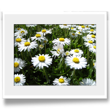 .: G�nsebl�mchen :.